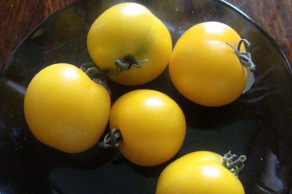 มะเขือเทศสีเหลือง