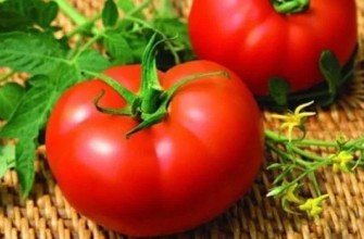 มะเขือเทศเมโลดี้