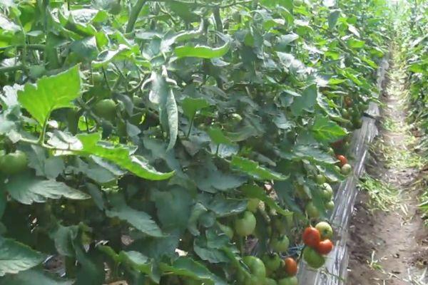 ต้นมะเขือเทศ