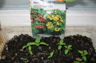 ต้นกล้ามะเขือเทศ