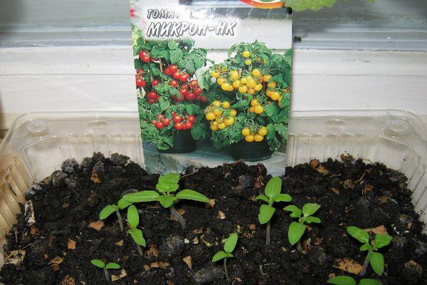 ต้นกล้ามะเขือเทศ