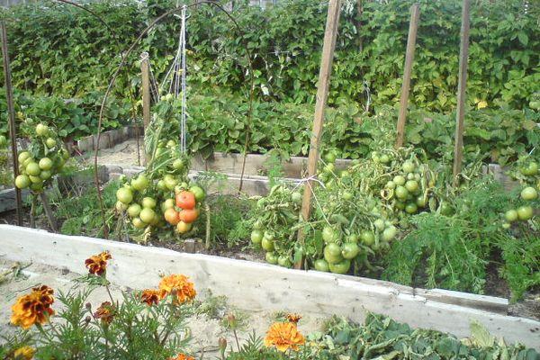 Cultiver des tomates