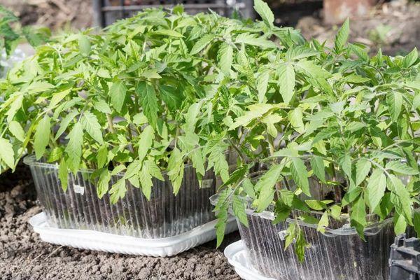 การปลูกต้นกล้า