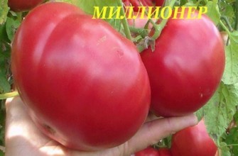 มะเขือเทศเศรษฐี