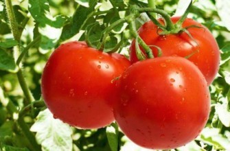 มะเขือเทศสุก