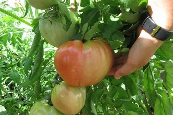 Cultiver des tomates