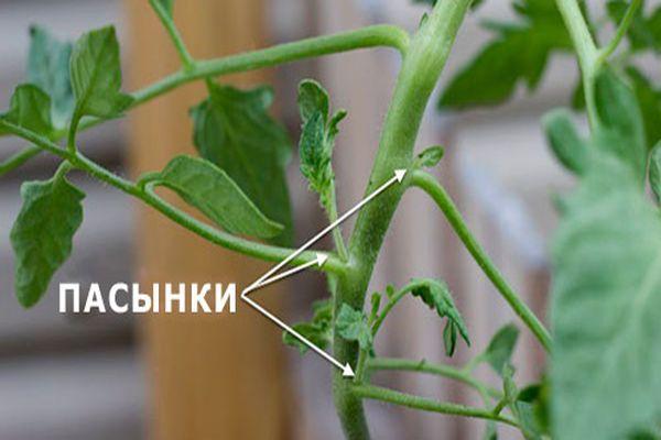 Pincer les pousses latérales des tomates