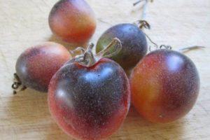 คำอธิบายเกี่ยวกับมะเขือเทศ Shaggy Kate เทคนิคการปลูกและการเจริญเติบโตของพันธุ์