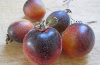 มะเขือเทศสุก