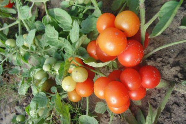Petites tomates