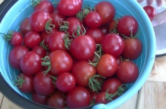 การเก็บเกี่ยวมะเขือเทศ