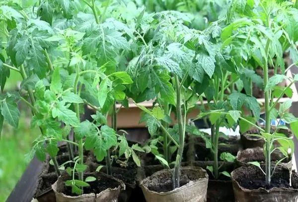 ต้นกล้าในกระถาง