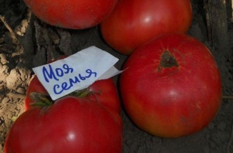 มะเขือเทศสุก