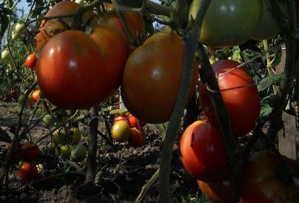 ต้นมะเขือเทศ