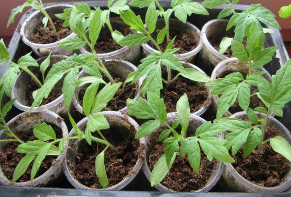 ต้นกล้าในแก้ว