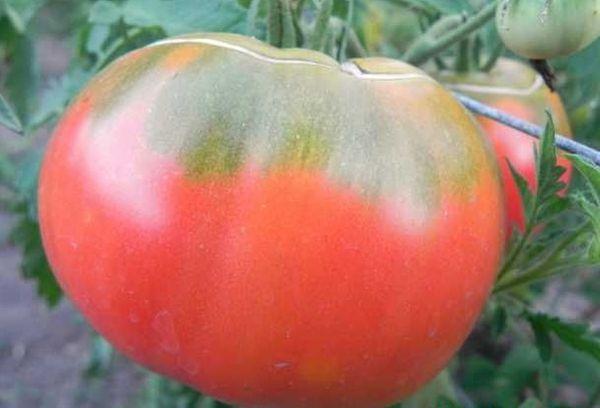 มะเขือเทศผลใหญ่