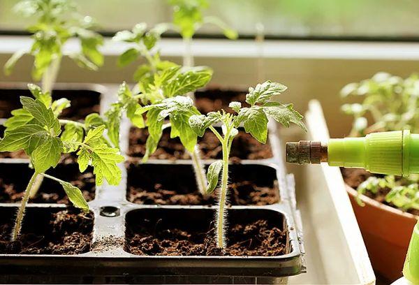 ต้นกล้าและการรดน้ำ