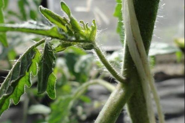 Beaux-fils de tomates