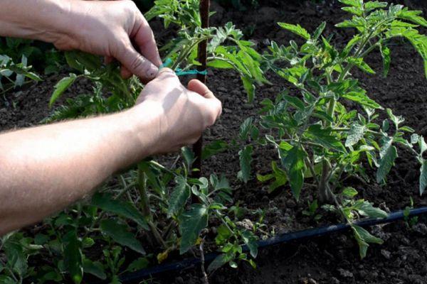 Jarretière de tomate