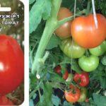Cultiver des tomates
