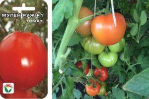 คำอธิบายสั้นๆ เกี่ยวกับมะเขือเทศ Moulin Rouge และเคล็ดลับในการปลูกในเรือนกระจก