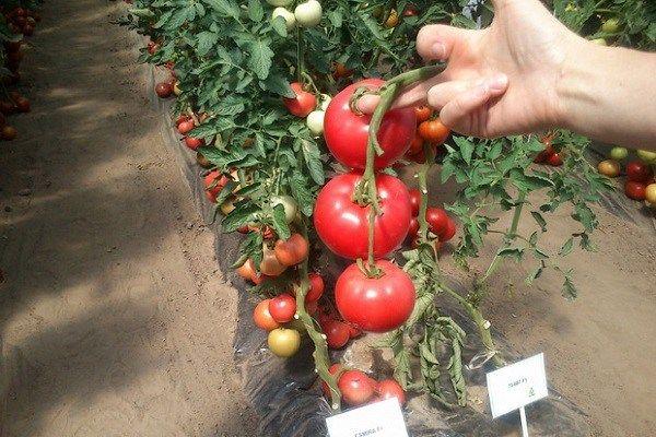 Tomates en serre