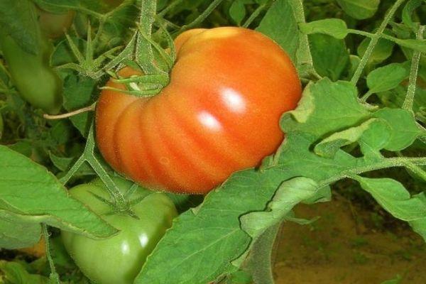 buisson de tomates