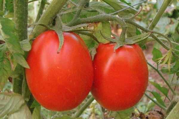 Deux tomates