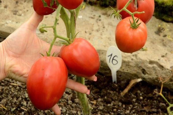 การปลูกมะเขือเทศ