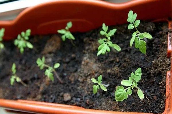 Description de la tomate Pas de soucis, pas de problèmes et caractéristiques des fruits