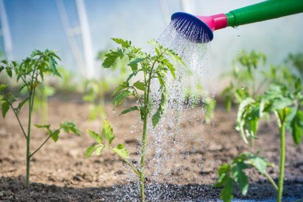 Arroser les tomates