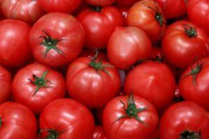 Description de la tomate Nocturne et règles de culture de la variété hybride