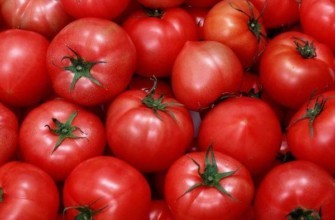 มะเขือเทศน็อกเทิร์น