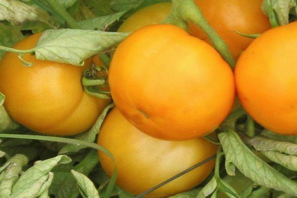 มะเขือเทศสีเหลือง