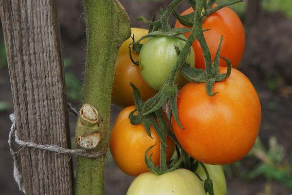 Charm Tomatoes