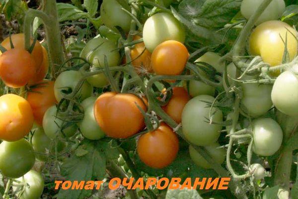Charm Tomatoes