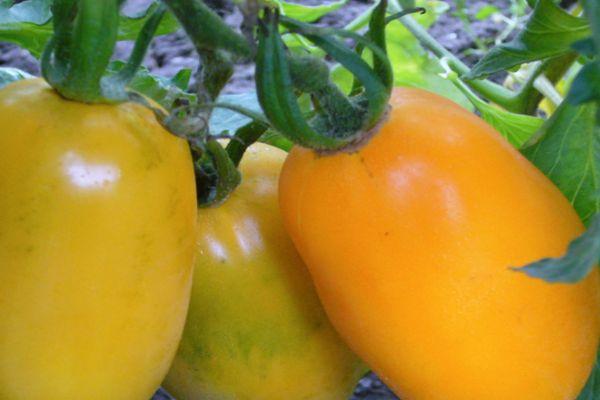 tomates jaunes