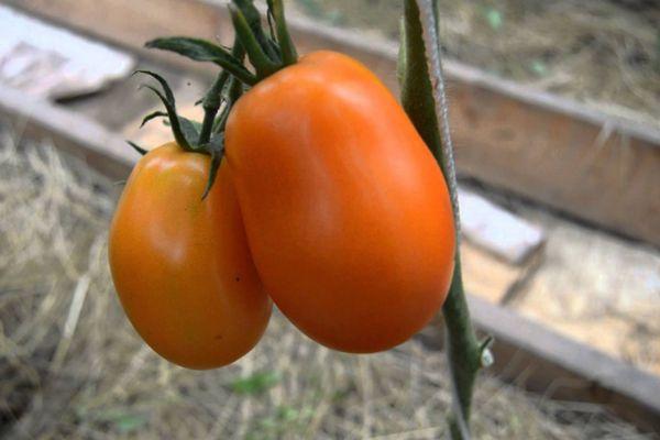 Tomates Olesya