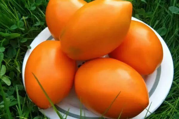 Tomates dans une assiette