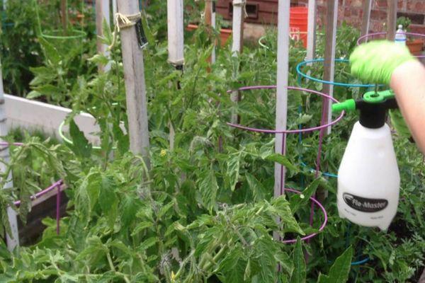 การพ่นยามะเขือเทศ