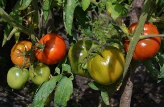 มะเขือเทศออร์เล็ต