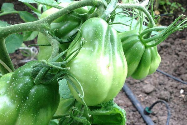 Tomates vertes