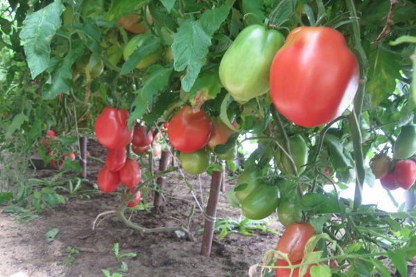 Buissons de tomates