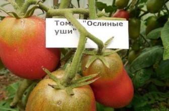 การปลูกมะเขือเทศ