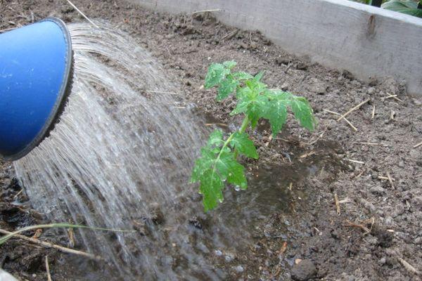 Arroser les tomates