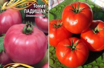 มะเขือเทศปาดิชาห์