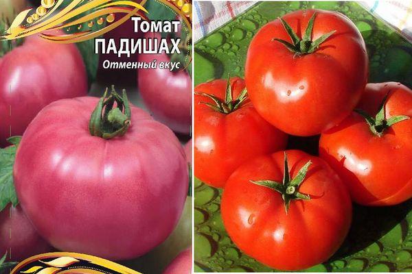 Tomates Padishah