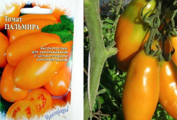 เมล็ดมะเขือเทศ