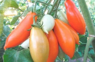 มะเขือเทศปาลมีร่า