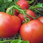 Une brosse de tomates